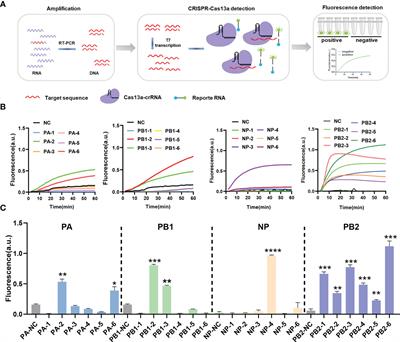 Frontiers A Rapid And Efficient Platform For Antiviral Crrna